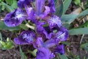 Iris pumilla je niska vrsta irisa koja dostiže visinu do 20-tak cm. Cveta od aprila do juna meseca cvetovima plavo - ljubicaste boje ( slika ). Odgovara joj puno sunca i ne previše vlažno tlo.

Kupujete jednu biljku u saksiji fi 10.
